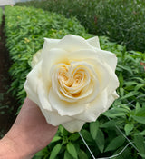 Rosaholics ROYAL WHITE, view 4
