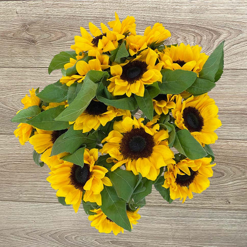Rosaholics SUNFLOWERS