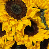 Rosaholics SUNFLOWERS, view 2