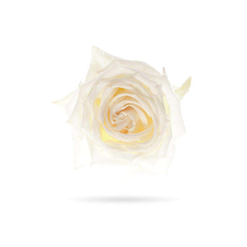 Rosaholics WHITE