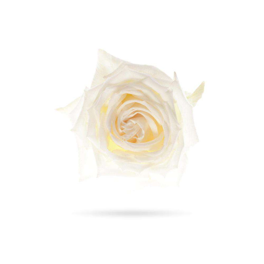 Rosaholics WHITE
