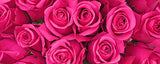 Rosaholics Wholesale Roses, view 2