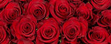 Rosaholics Wholesale Roses, view 3