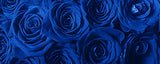 Rosaholics Wholesale Roses, view 5