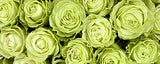 Rosaholics Wholesale Roses, view 6