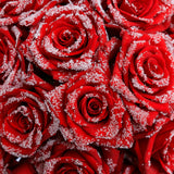 Rosaholics RED VELVET, view 3
