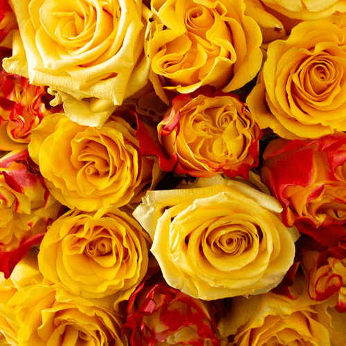 Rosaholics YELLOW EXPLOSION