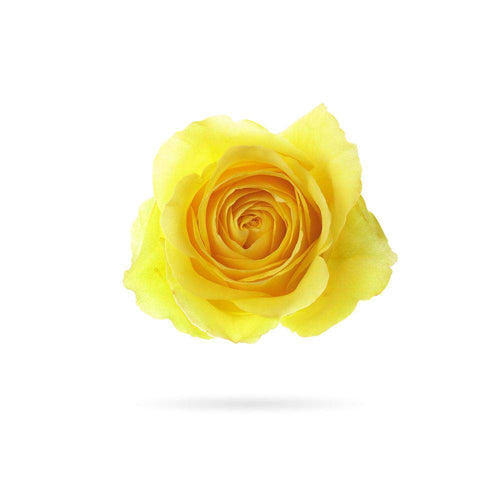 Rosaholics YELLOW
