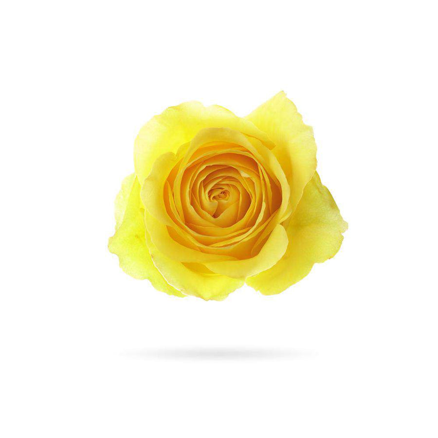 Rosaholics YELLOW
