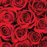 Silk Oil of Morocco - 1 Litre Duo - Moroccan Rose + Patchouli, Geranium & Ylang Ylang, view 3