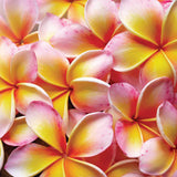 Silk Oil of Morocco - Frangipani - Amber Natural Soy Candle, view 4