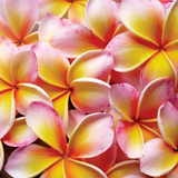 Silk Oil of Morocco - Frangipani Room Spray, view 3
