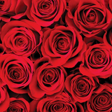 Silk Oil of Morocco - Moroccan Rose Room Spray, view 3