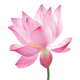 Silk Oil of Morocco Pink Lotus Flower - Natural Soy Candle, view 3