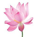 Silk Oil of Morocco Pink Lotus Flower Reed Diffuser, view 2