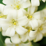Silk Oil of Morocco - Sweet Jasmine & Magnolia Room Spray, view 3