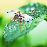 Stirlingkit 150PCS 3D Metal Golden Dragonfly Model Building Kit, view 3