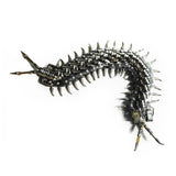 Stirlingkit Movable Centipede 3D DIY Metal Assembly Model Building Kits, view 5