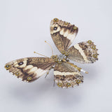 Stirlingkit Steampunk 3D Metal Diaethria Anna Caligo Eurilochus Model DIY Kits (150PCS+), view 2