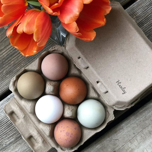 TeraGanix Half Dozen Egg Cartons - Henlay Blank Flat Top, Six Pack, 2 colors, 20 or 100
