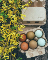 TeraGanix Half Dozen Egg Cartons - Henlay Blank Flat Top, Six Pack, 2 colors, 20 or 100, view 5