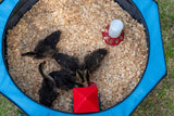TeraGanix My Pet Chicken Hen Pen Pop-Up Brooder, view 6