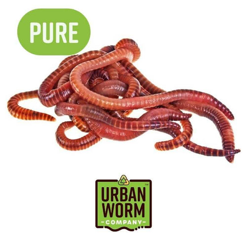 TeraGanix Pure Red Wiggler Composting Worms