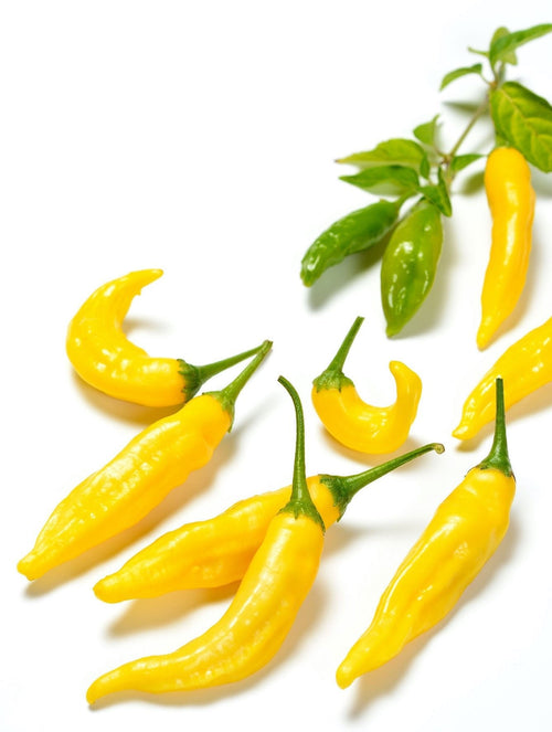 The Living Seed Company Ají Limón Hot Pepper Seeds  - Capsicum Baccatum