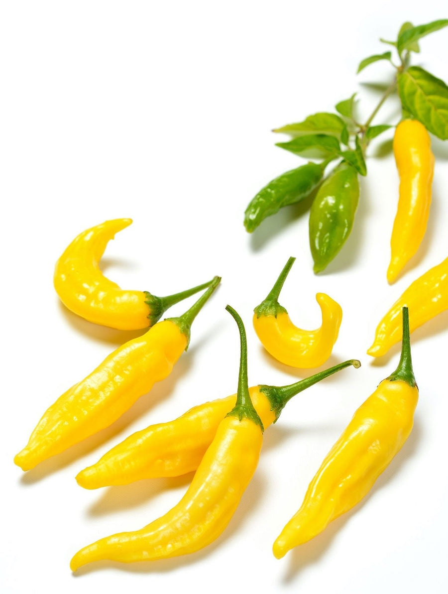 The Living Seed Company Ají Limón Hot Pepper Seeds - Capsicum Baccatum