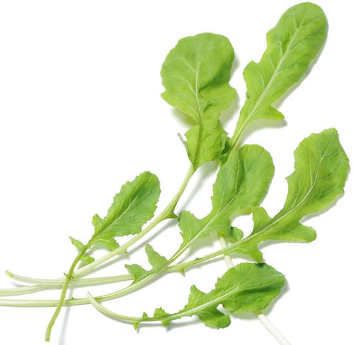 The Living Seed Company Organic Arugula Seeds - Eruca sativa