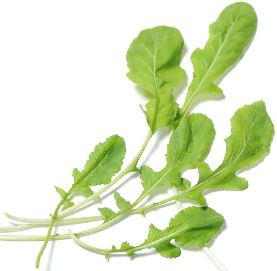 The Living Seed Company Organic Arugula Seeds - Eruca sativa
