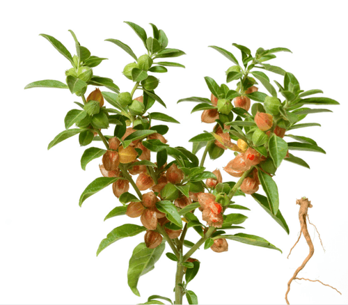The Living Seed Company Organic Ashwagandha Seeds - Withania somnifera