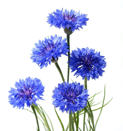 The Living Seed Company Bachelor Button Seeds - Centaurea cyanu