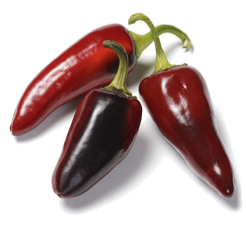 The Living Seed Company Organic Black Hot Hungarian Pepper Seeds - Capsicum annuum