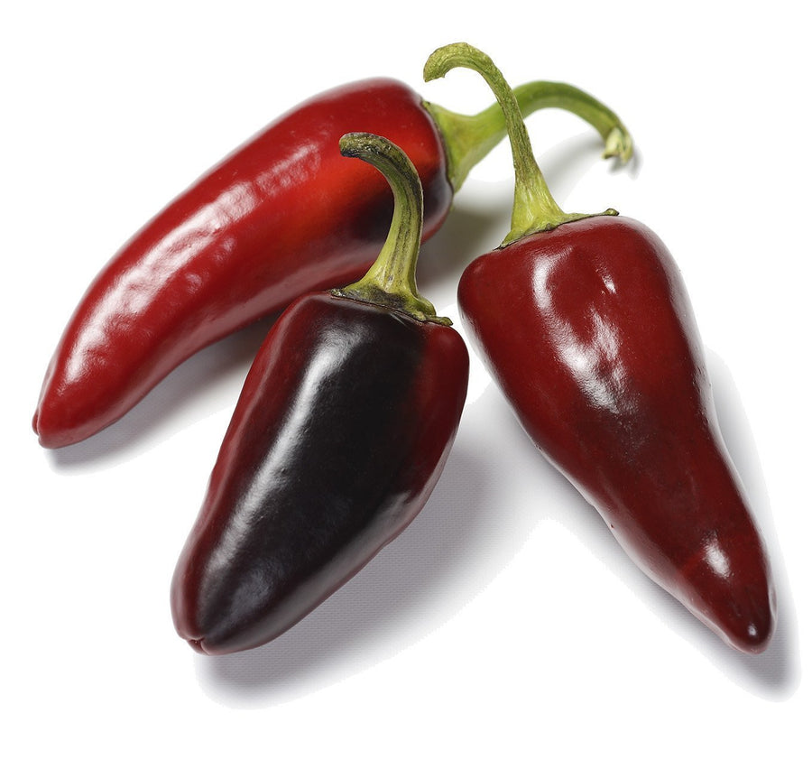 The Living Seed Company Organic Black Hot Hungarian Pepper Seeds - Capsicum annuum