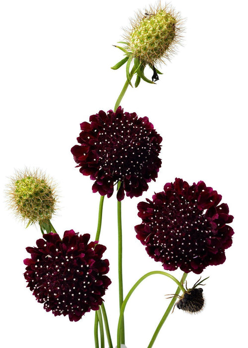 The Living Seed Company Black Knight Scabiosa Seeds - Sixalix atropurpurea