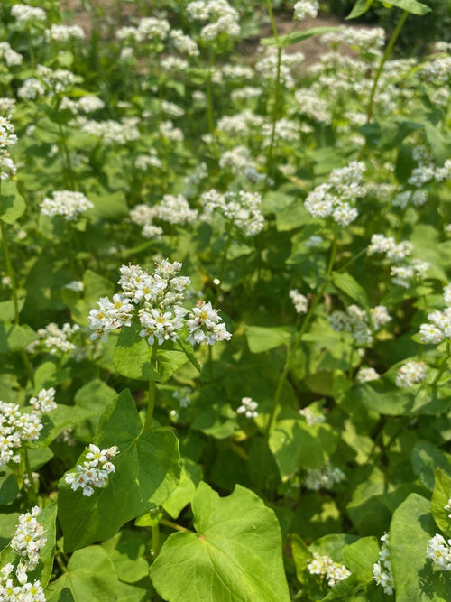 The Living Seed Company Organic Buckwheat Seeds - Fagopyrum esculentum