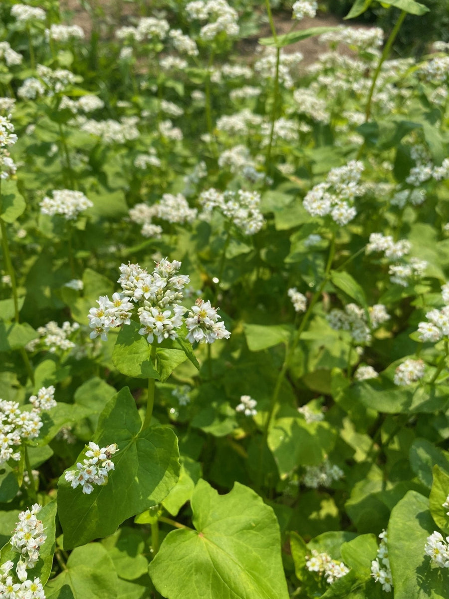 The Living Seed Company Organic Buckwheat Seeds - Fagopyrum esculentum
