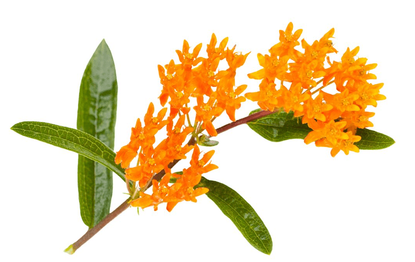 The Living Seed Company Butterfly Milkweed Seeds - Asclepias tuberosa