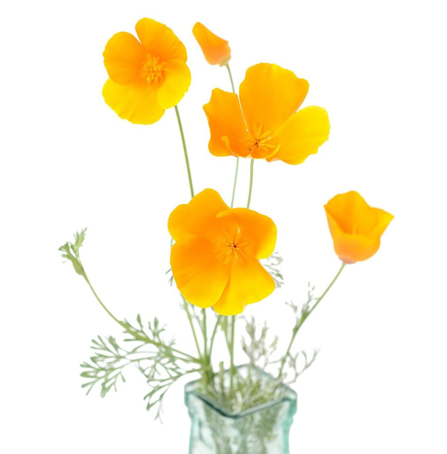 The Living Seed Company California Poppy Seeds (Eschscholzia californica)