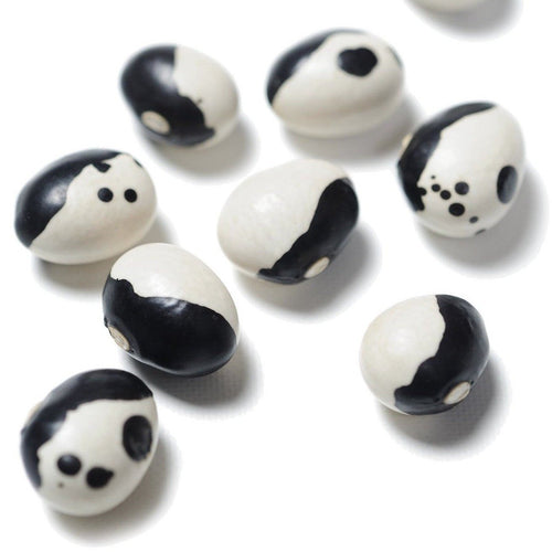 The Living Seed Company Organic Calypso (Orca, Ying-Yang) Bush Bean Seeds - Phaseolus vulgaris
