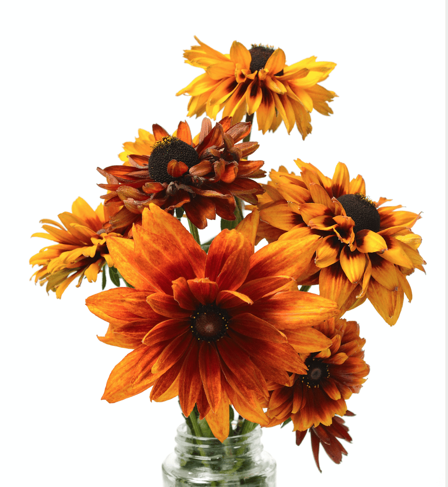 The Living Seed Company Cherokee Sunset Black-Eyed Susan Rudibeckia hirta