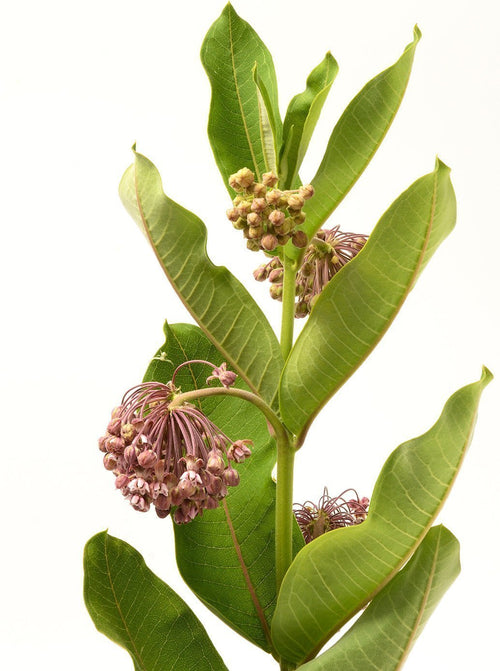 The Living Seed Company Common Milkweed Seeds - Asclepias syriaca