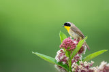 The Living Seed Company Common Milkweed Seeds - Asclepias syriaca, view 2