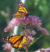 The Living Seed Company Common Milkweed Seeds - Asclepias syriaca, view 3