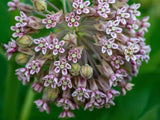 The Living Seed Company Common Milkweed Seeds - Asclepias syriaca, view 4