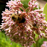 The Living Seed Company Common Milkweed Seeds - Asclepias syriaca, view 5