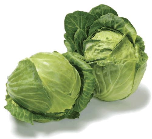 The Living Seed Company Organic Golden Acre Cabbage Seeds - Brassica oleracea