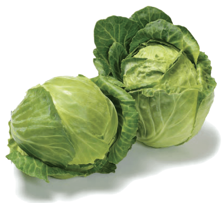 The Living Seed Company Organic Golden Acre Cabbage Seeds - Brassica oleracea
