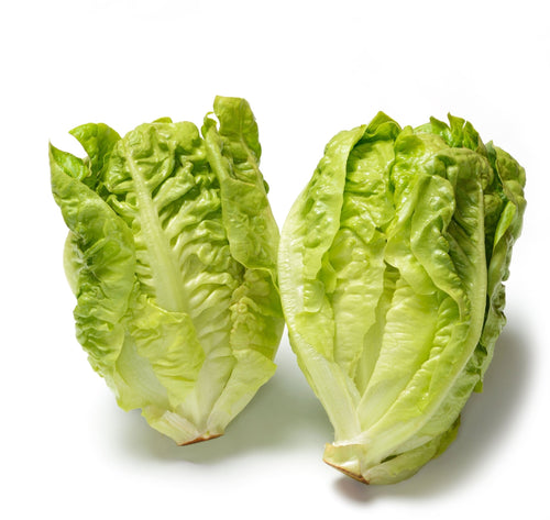 The Living Seed Company Organic Little Gem Lettuce Seeds - Lactuca sativa